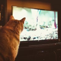 Kot ogląda telewizję